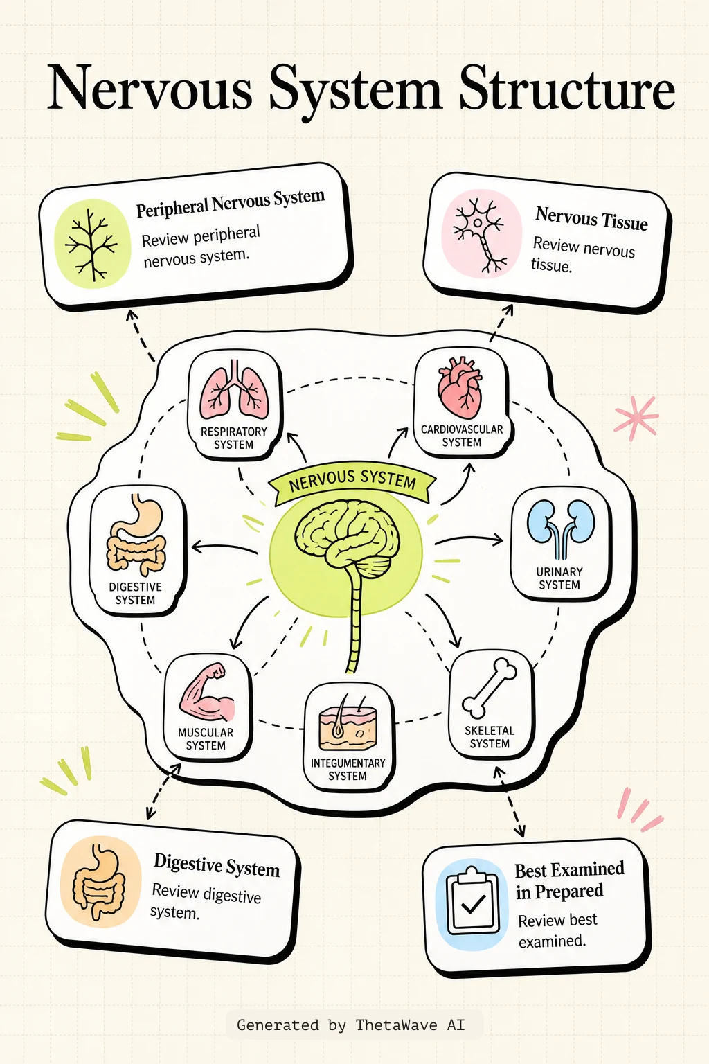 Infographic for Anatomy and Physiology 2e: 12.1 Basic Structure and Function of the Nervous System