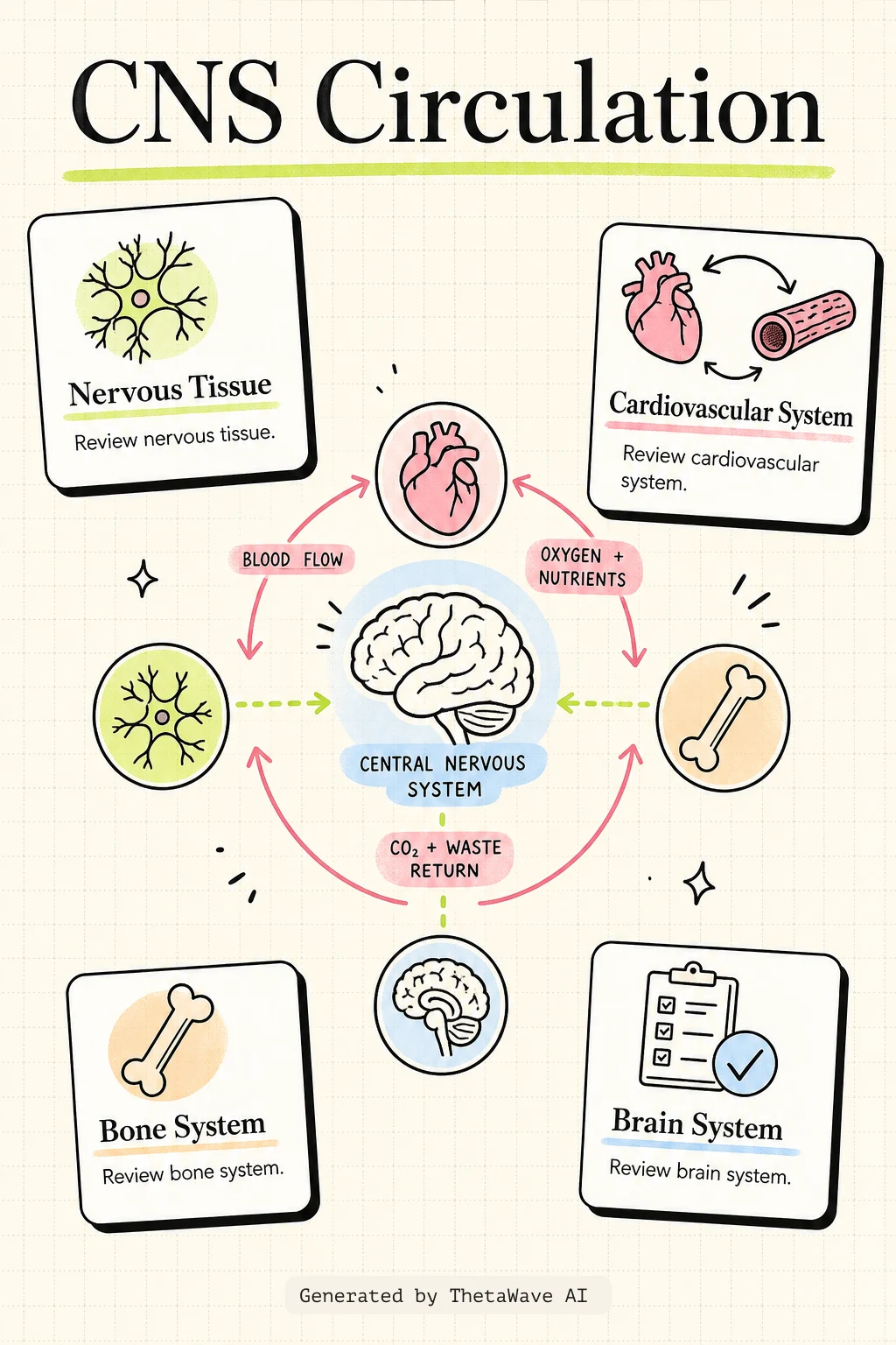 Infographic for Anatomy and Physiology 2e: 13.3 Circulation and the Central Nervous System