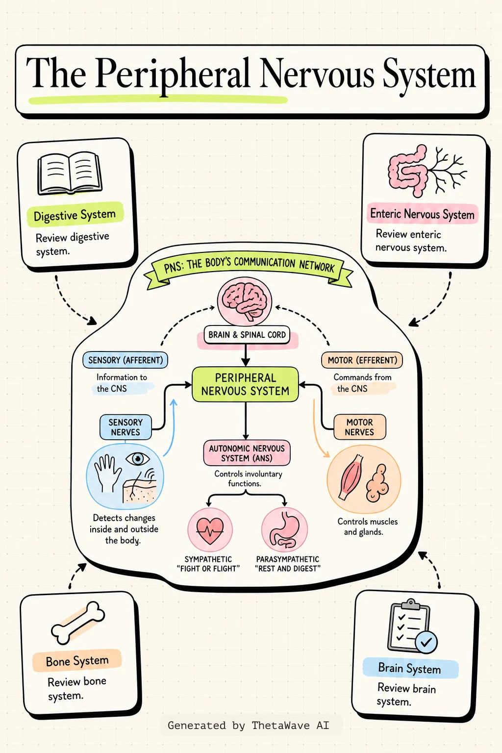 Infographic for Anatomy and Physiology 2e: 13.4 The Peripheral Nervous System